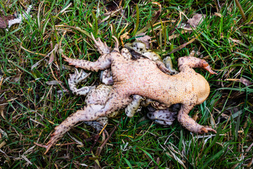 Mating frogs by the pond in spring