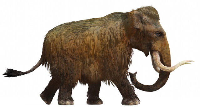 Woolly Mammoth On White Background Side View