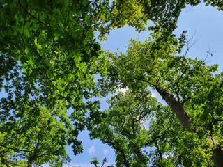 green leaves against blue sky