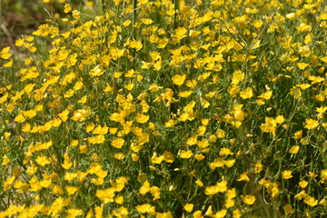 Campo con flores amarillas