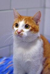 red and white cat at the animal shelter