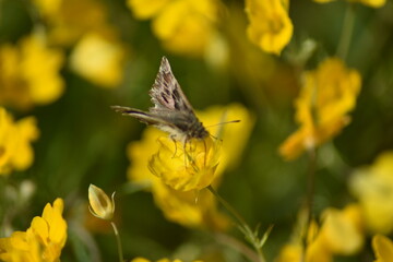 Mariposa piquitos de castaña sobre flor amarilla