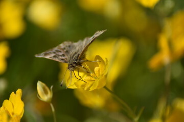 Mariposa piquitos de castaña sobre flor amarilla