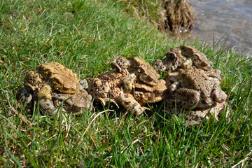 Mating frogs by the pond in spring