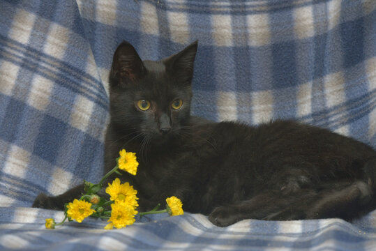young black cat with yellow eyes on a blue