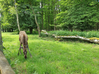 Wisentgehege Springe (Germany)