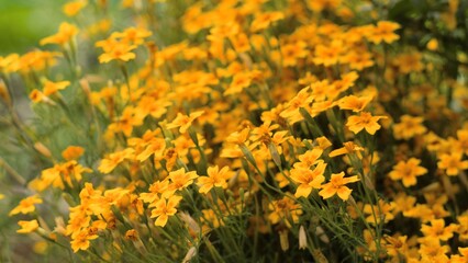 Small five-petalled yellow-orange marigolds bloom profusely in autumn. Background, close-up,...