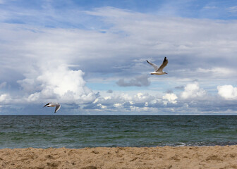 seagull on the polish beach, seagulls flying on the beach in the sky
