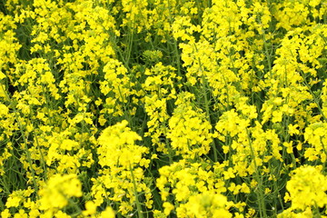 Rapeseed plant meadow, blossom agricultural field