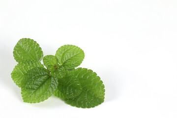 Close-up of peppermint leaves on a white background. , Green herbs help nourish the skin with a fresh scent.