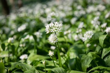 Flowering ramson, Allium ursinum. Blooming wild garlic plants in the woodland in spring - selective focus, close up