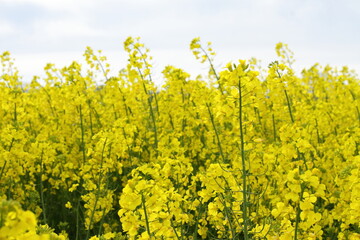 Obraz premium Rapeseed plant meadow, blossom agricultural field