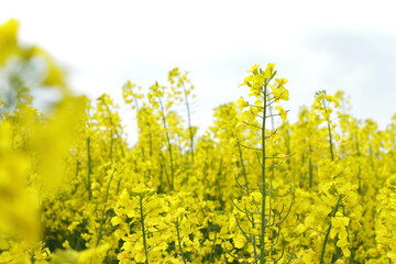 Rapeseed plant meadow, blossom agricultural field