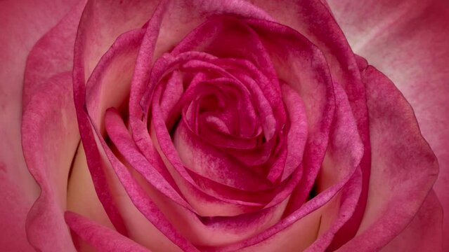 Beautiful fresh pink rose opening, close up. Spa concept. Wedding, Birthday, Valentines day, Mothers day concept.