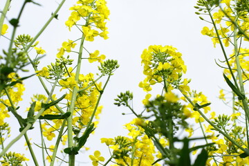 Rapeseed plant meadow, blossom agricultural field