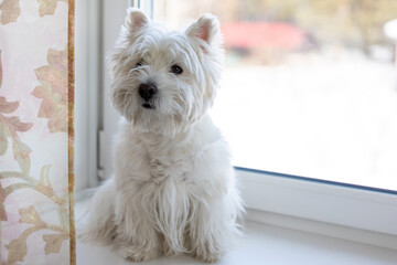 A white West White Terrier dog sits on a windowsill near the window of the house.