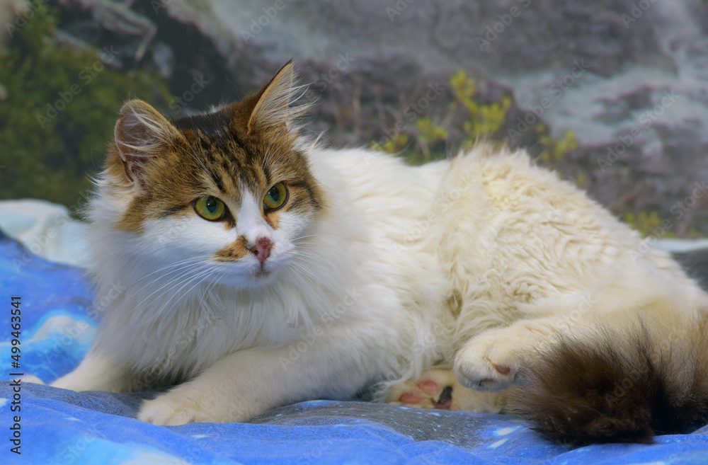 Canvas Prints beautiful fluffy white and brown cat