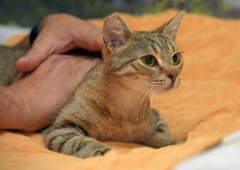 young affectionate brown european shorthair cat