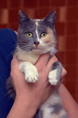 cute tricolor with gray and peach cat