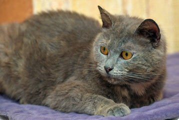Fototapeta na wymiar gray cat with orange eyes lies