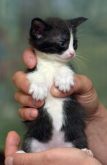 cute striped little black with white kitten
