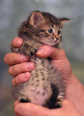 little fluffy brown kitten in hands