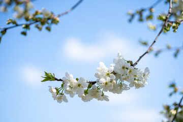 flowering branches of fruit trees against the sky, fruit harvest, global warming