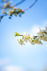 flowering branches of fruit trees against the sky, fruit harvest, global warming