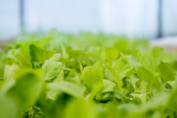 young radish in the greenhouse, fresh vegetable in the garden