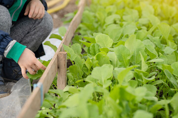 a child harvests a young radish in a greenhouse, a fresh vegetable in the garden, the concept of healthy organic food