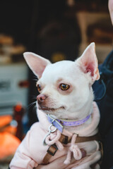 white dressed dog chihuahua on hands