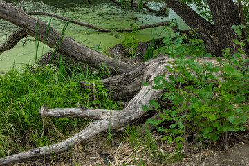 Fairy swamp with beautiful old trees. Dry snags on green water.