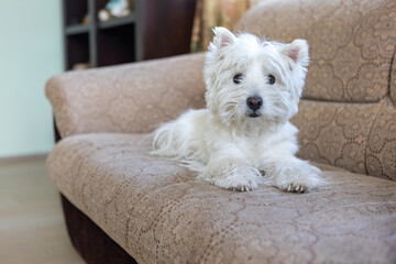 White dog West Highland White Terrier lies on the couch of the house