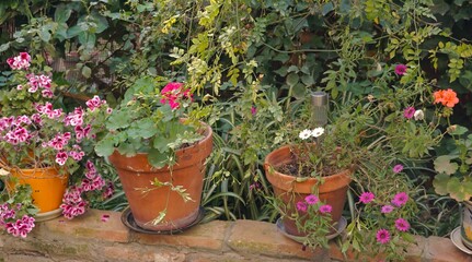 Fototapeta na wymiar Courtyard, flower pot