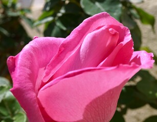 Rose flower, cocoon 