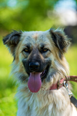 adorable beige fluffy mestizo dog in summer