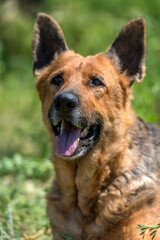 old german shepherd among green grass