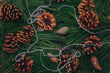 Green pine tree branches, cones natural background, shiny silver beads, top view. Merry Christmas, Happy New Year