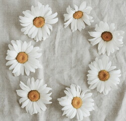 Obraz premium chamomile flowers pattern frame on beige linen texture top view, copy space.Daisy wreath background. toned. Poster