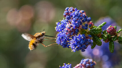 Dark-edged bee fly (Bombylius major) feeding on nectar from a blue Ceanothus flower in spring. UK insect portrait. 