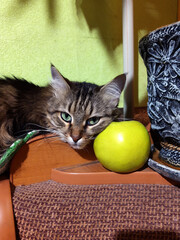 Cat and green apple