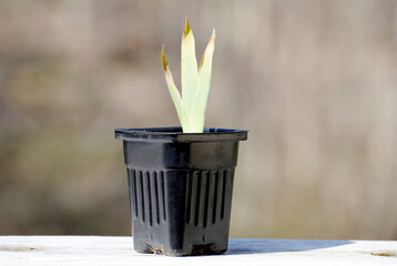Potted Iris Plant in a Small Black Pot
