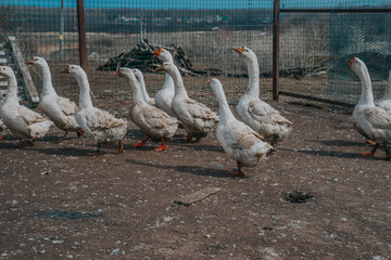 Domestic white geese on the farm. Flock of fattening geese, on the rural farm for the production of meat and goose feathers. Flock of white domestic geese 