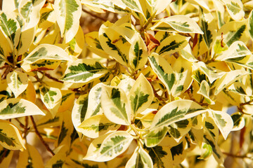 natural background of tropical plant leaves