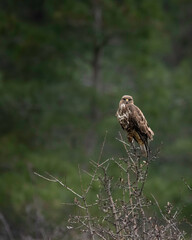 falcon in the grass