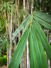 Slender bamboo leaves and bamboo background.