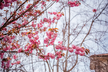 Beautiful Japanese cherry or sakura blooming in spring