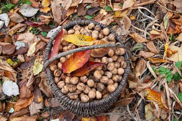 a wicker basket of walnuts stands amidst fallen autumn leaves