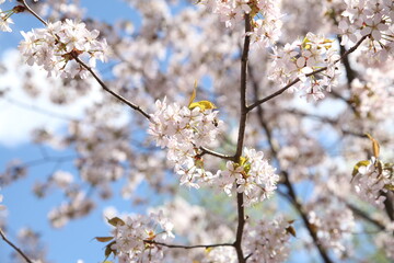 Branches of cherry blossoms in the blue sky. Spring flowering in the garden.