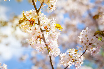 Branches of cherry blossoms in the blue sky. Spring flowering in the garden.